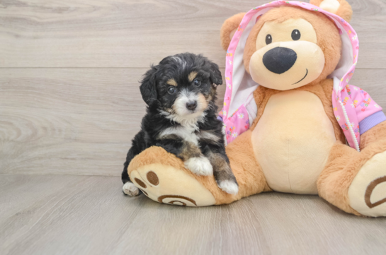 Cute Mini Aussiedoodle Baby