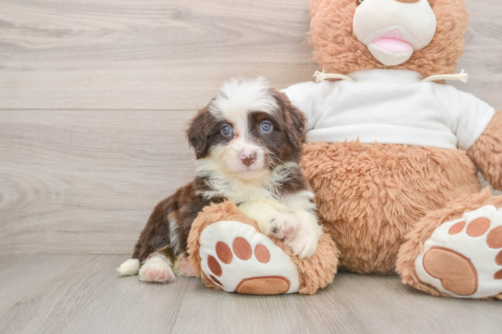 Mini Aussiedoodle Pup Being Cute