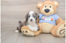 Popular Mini Aussiedoodle Poodle Mix Pup