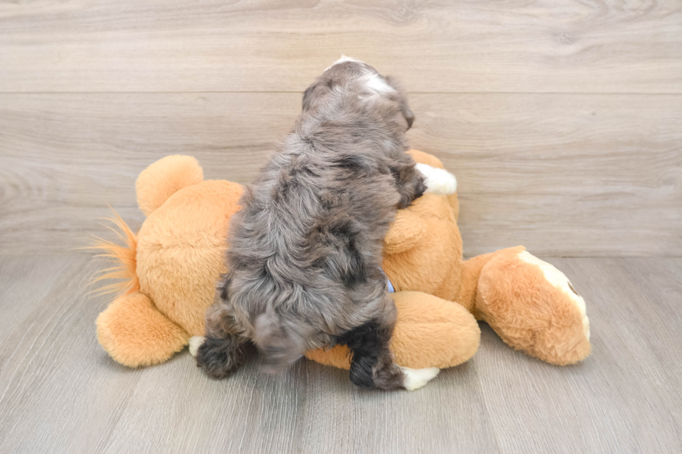 Petite Mini Aussiedoodle Poodle Mix Pup