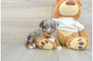 Energetic Aussie Poo Poodle Mix Puppy