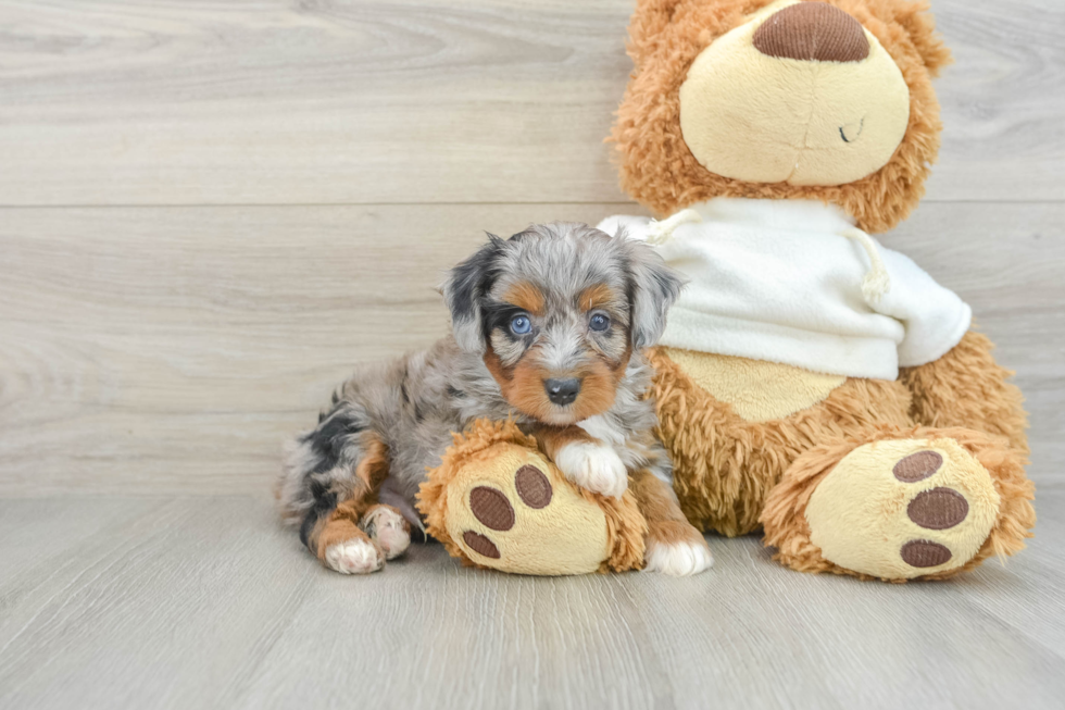 Energetic Aussie Poo Poodle Mix Puppy