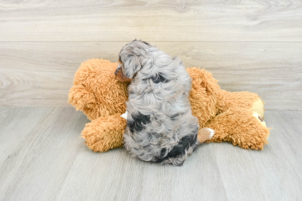 Mini Aussiedoodle Pup Being Cute