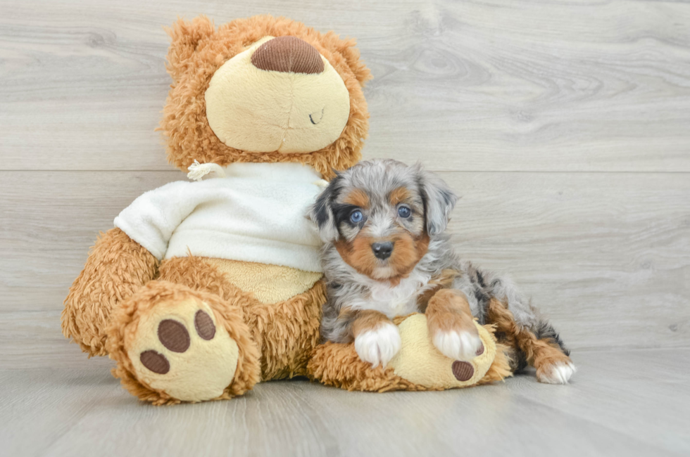 6 week old Mini Aussiedoodle Puppy For Sale - Florida Fur Babies