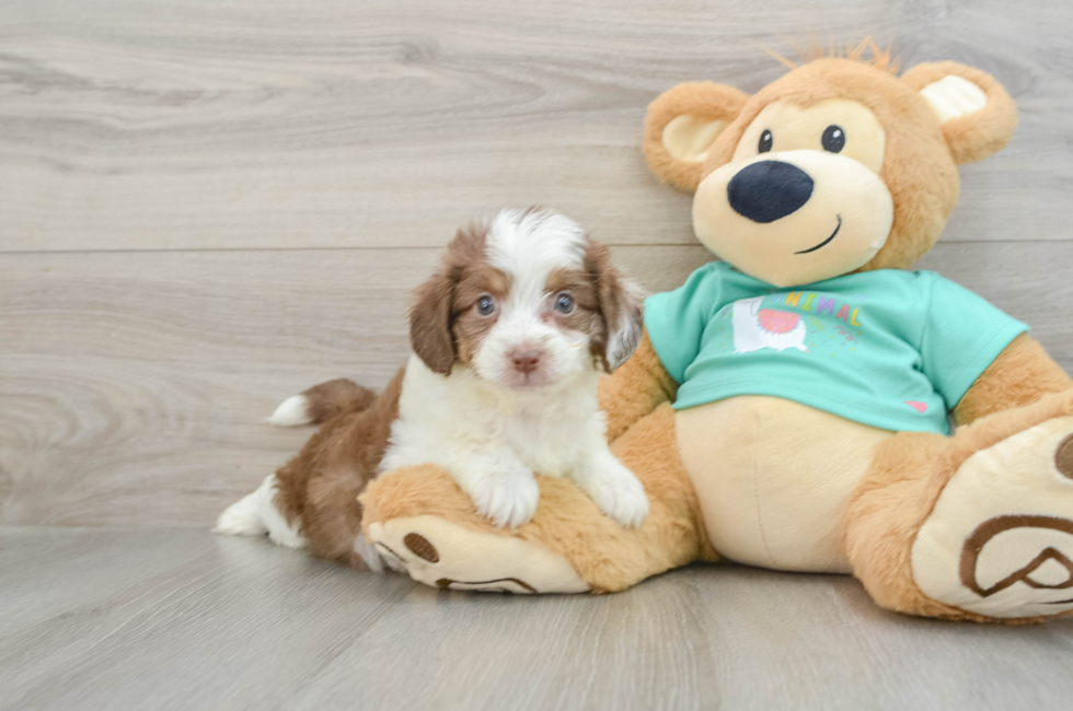 7 week old Mini Aussiedoodle Puppy For Sale - Florida Fur Babies