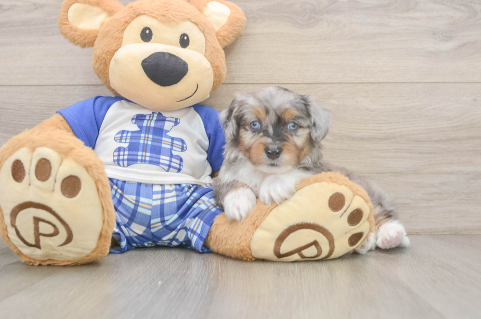 6 week old Mini Aussiedoodle Puppy For Sale - Florida Fur Babies