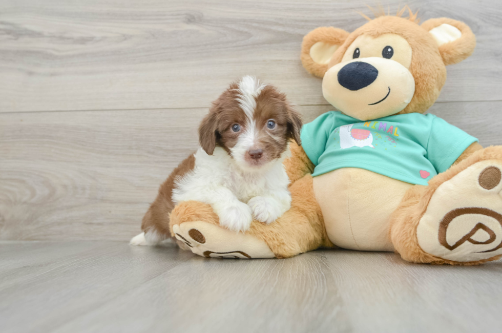 7 week old Mini Aussiedoodle Puppy For Sale - Florida Fur Babies