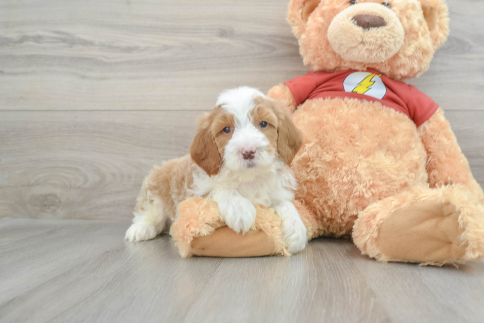 Playful Mini Aussiepoodle Poodle Mix Puppy