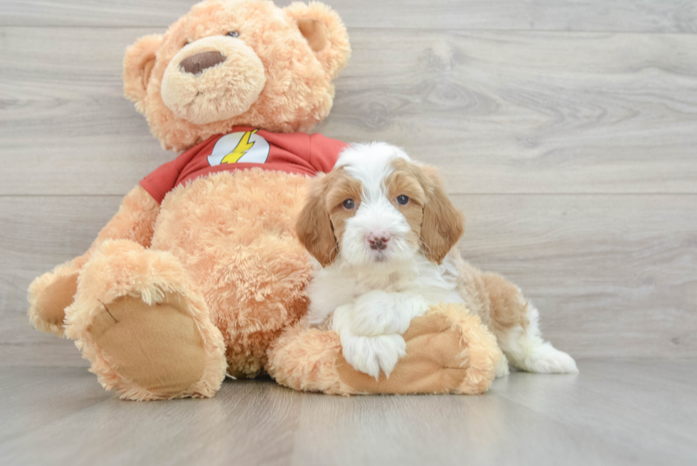 Sweet Mini Aussiedoodle Baby