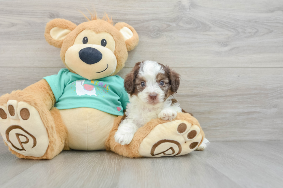 7 week old Mini Aussiedoodle Puppy For Sale - Florida Fur Babies