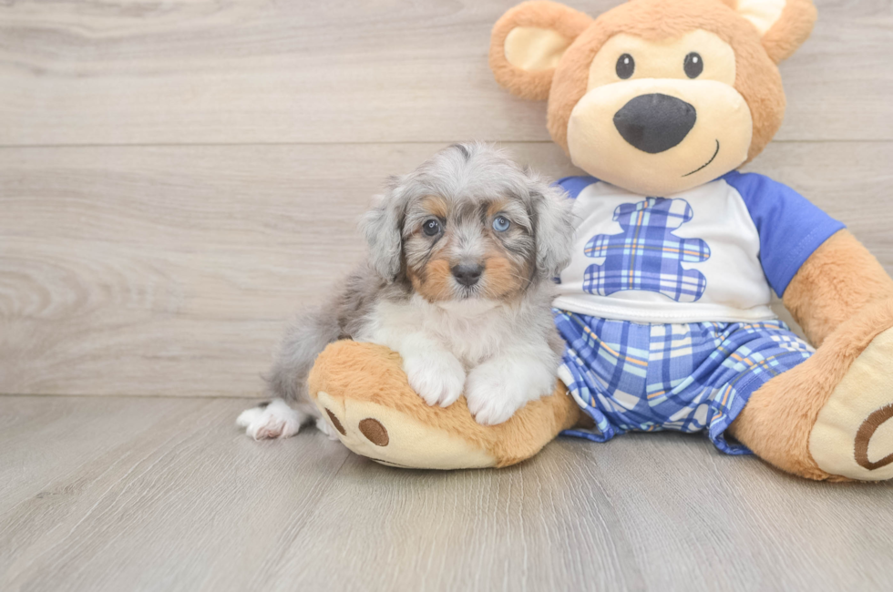 6 week old Mini Aussiedoodle Puppy For Sale - Florida Fur Babies
