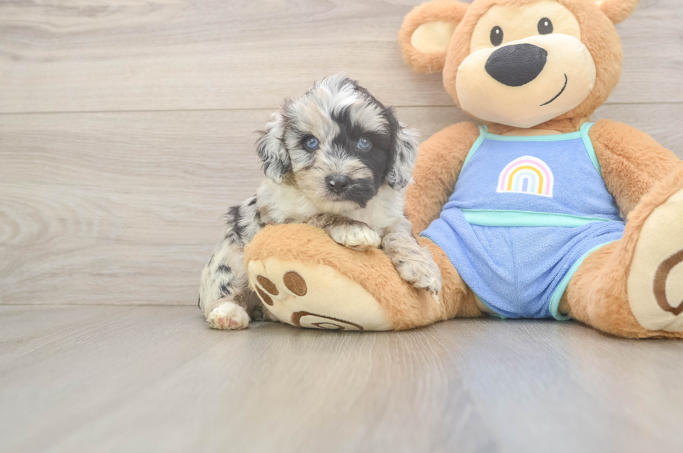 5 week old Mini Aussiedoodle Puppy For Sale - Florida Fur Babies