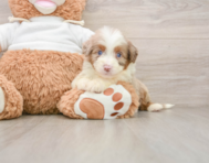 8 week old Mini Aussiedoodle Puppy For Sale - Florida Fur Babies