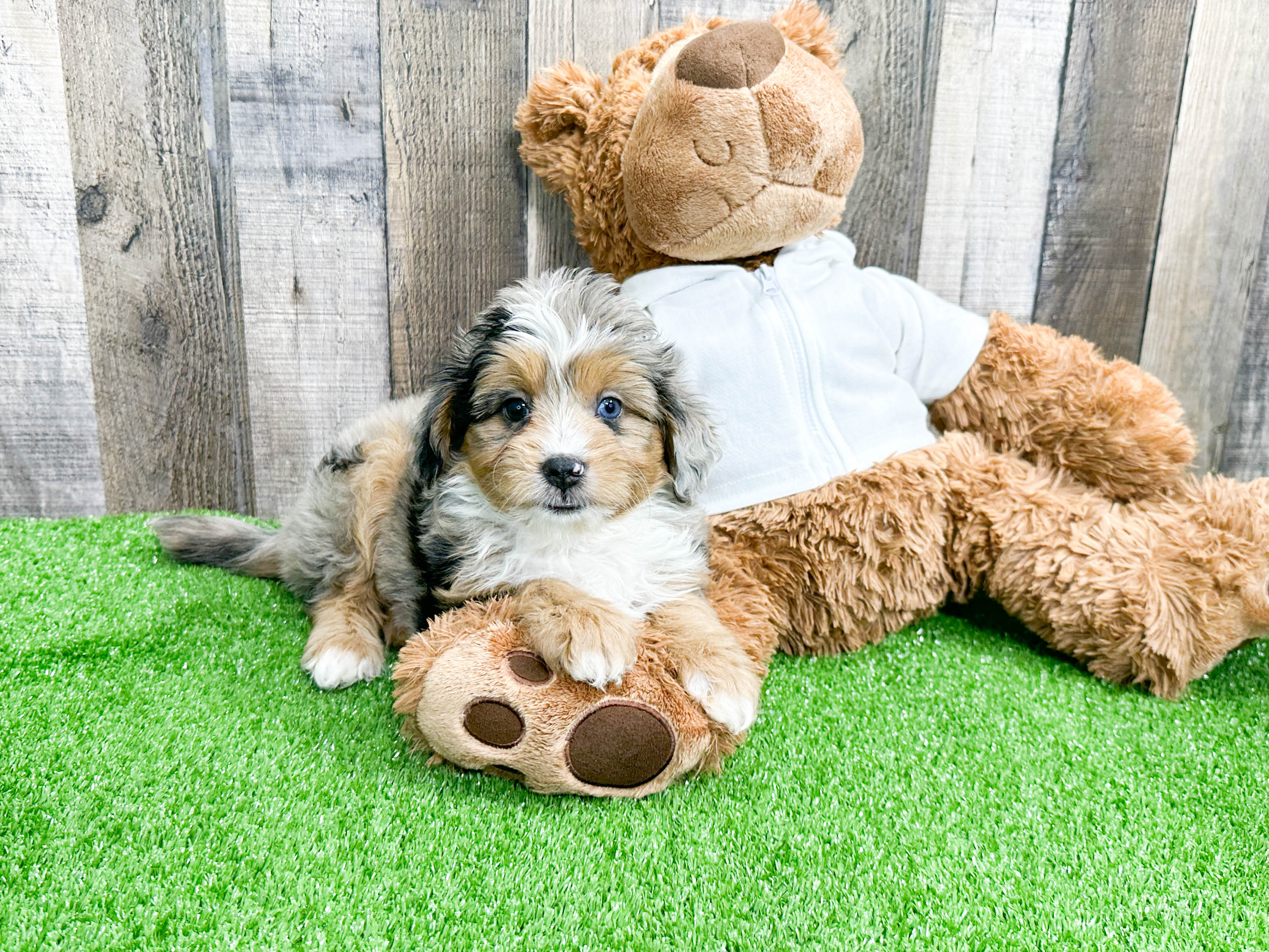 mini-aussiedoodle-hydrangea-