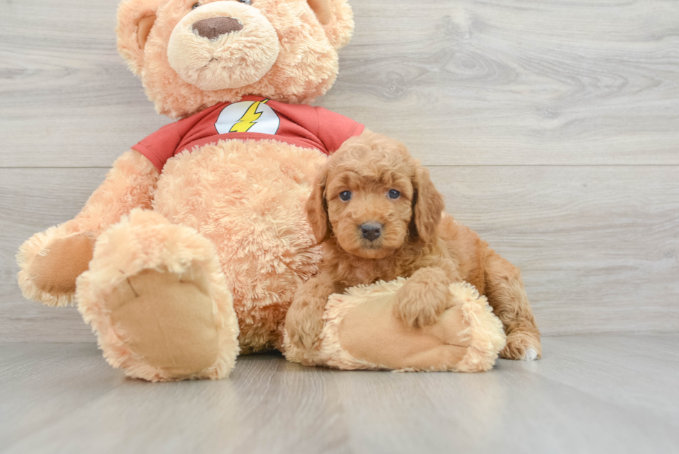 Best Mini Aussiedoodle Baby