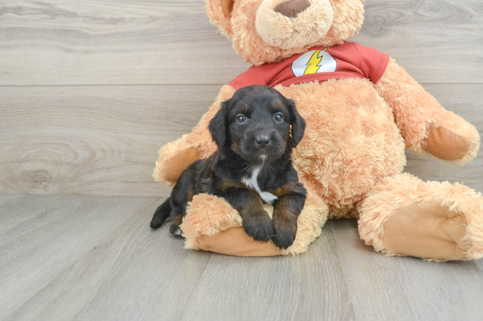 Fluffy Mini Aussiedoodle Poodle Mix Pup