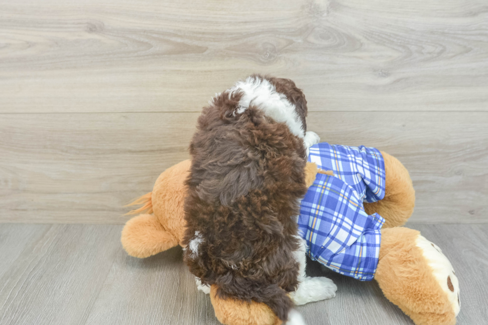 Mini Aussiedoodle Puppy for Adoption