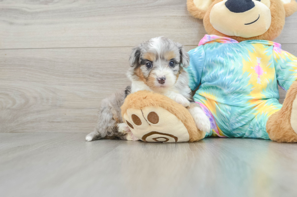 5 week old Mini Aussiedoodle Puppy For Sale - Florida Fur Babies