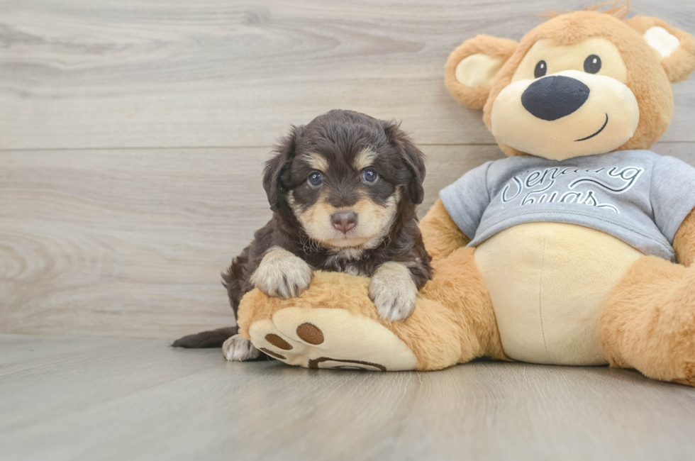 5 week old Mini Aussiedoodle Puppy For Sale - Florida Fur Babies