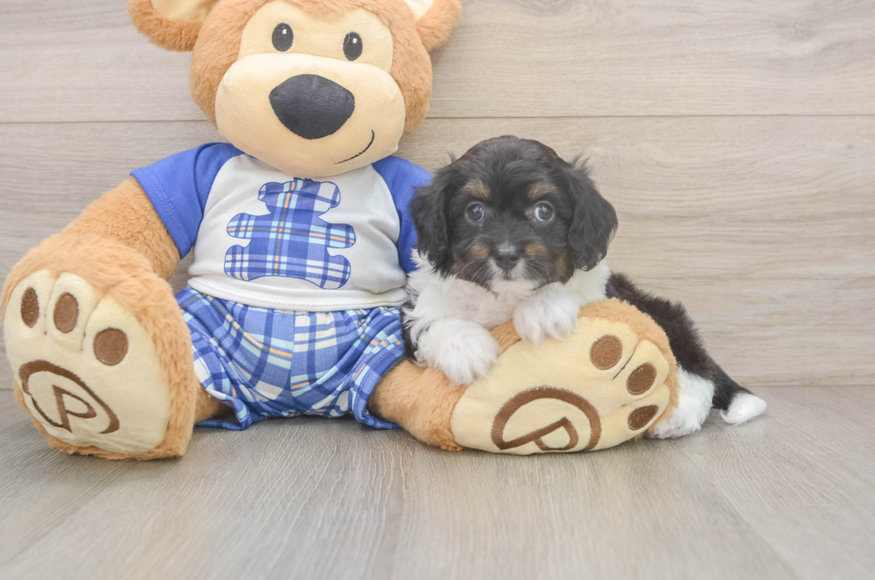 6 week old Mini Aussiedoodle Puppy For Sale - Florida Fur Babies