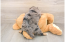 Mini Aussiedoodle Pup Being Cute