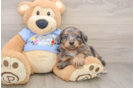 Mini Aussiedoodle Pup Being Cute