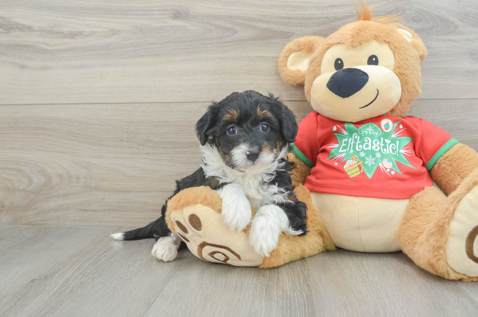 6 week old Mini Aussiedoodle Puppy For Sale - Florida Fur Babies