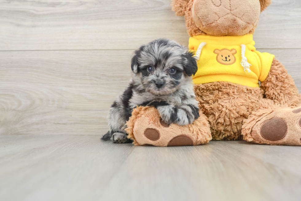 Mini Aussiedoodle Pup Being Cute