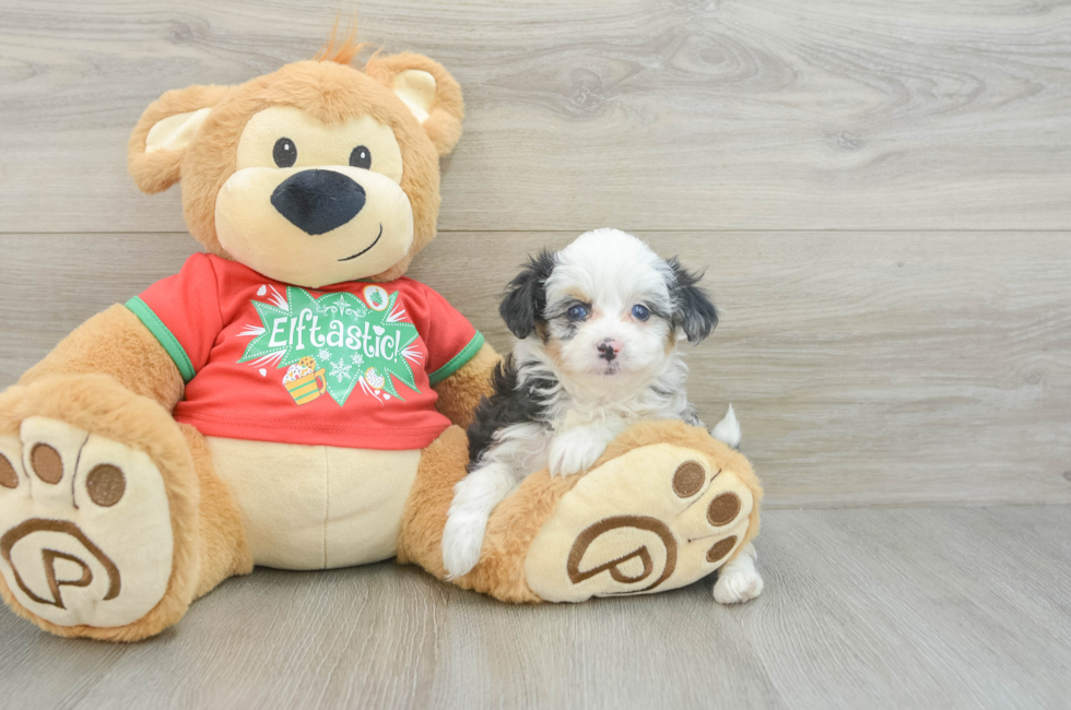 6 week old Mini Aussiedoodle Puppy For Sale - Florida Fur Babies