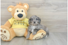 Energetic Aussie Poo Poodle Mix Puppy