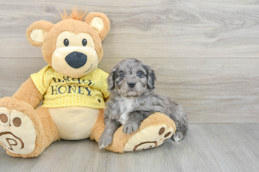 6 week old Mini Aussiedoodle Puppy For Sale - Florida Fur Babies