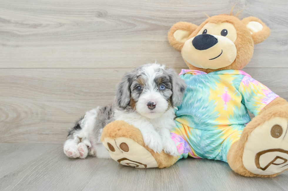 6 week old Mini Aussiedoodle Puppy For Sale - Florida Fur Babies