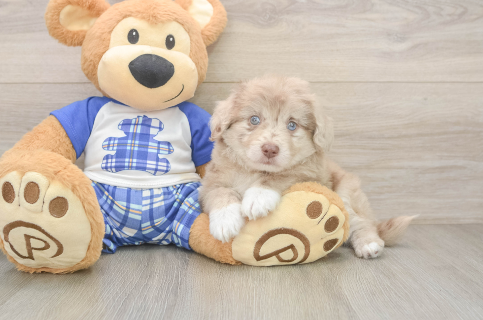 6 week old Mini Aussiedoodle Puppy For Sale - Florida Fur Babies