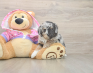 7 week old Mini Aussiedoodle Puppy For Sale - Florida Fur Babies