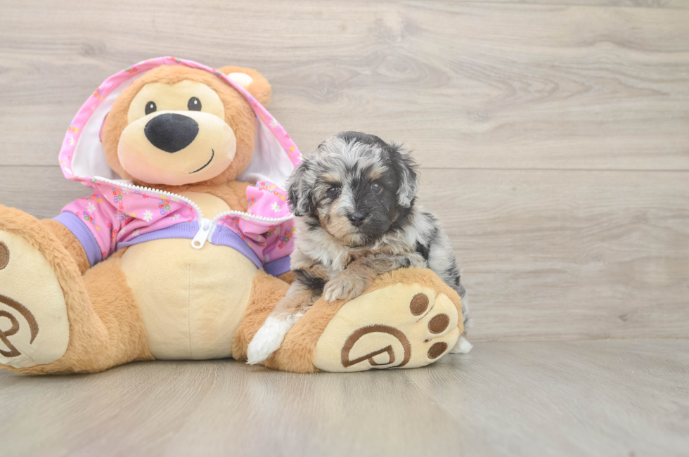 5 week old Mini Aussiedoodle Puppy For Sale - Florida Fur Babies