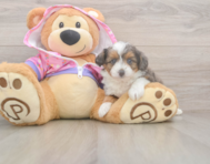 6 week old Mini Aussiedoodle Puppy For Sale - Florida Fur Babies