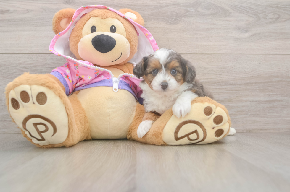 5 week old Mini Aussiedoodle Puppy For Sale - Florida Fur Babies