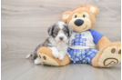 Mini Aussiedoodle Puppy for Adoption