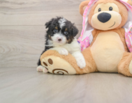 7 week old Mini Aussiedoodle Puppy For Sale - Florida Fur Babies