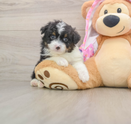 7 week old Mini Aussiedoodle Puppy For Sale - Florida Fur Babies