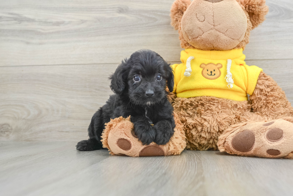 Popular Mini Aussiedoodle Poodle Mix Pup