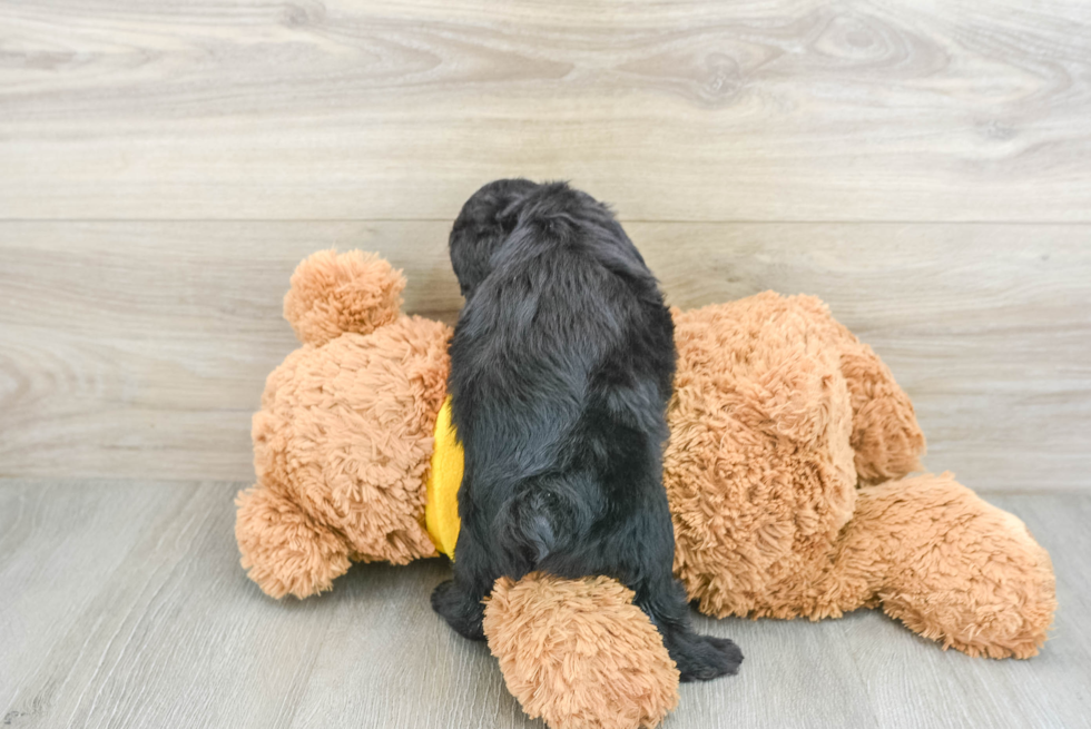 Happy Mini Aussiedoodle Baby