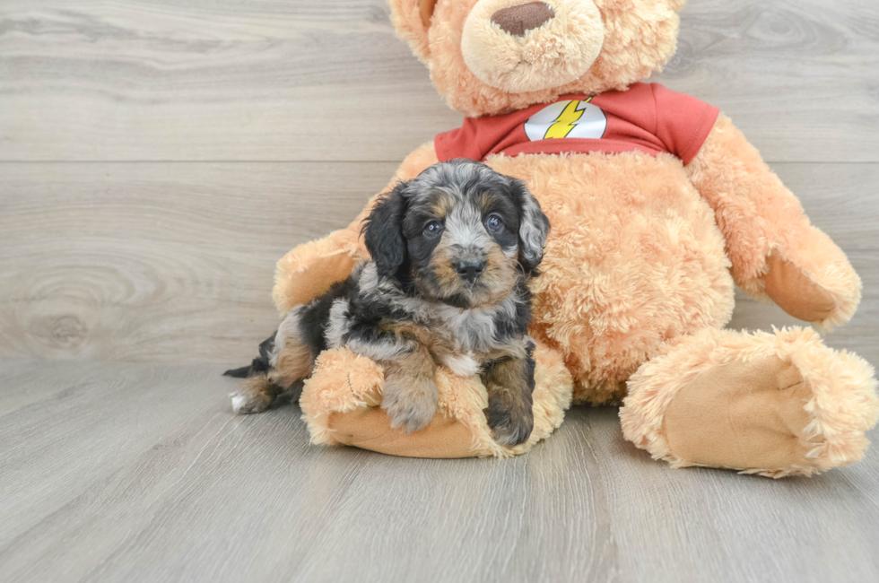 6 week old Mini Aussiedoodle Puppy For Sale - Florida Fur Babies