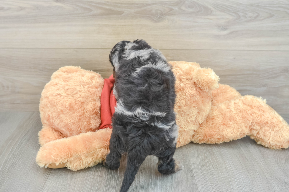 Mini Aussiedoodle Puppy for Adoption