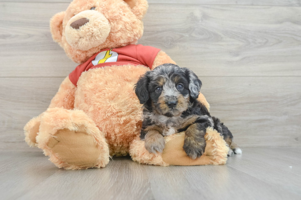 Mini Aussiedoodle Puppy for Adoption