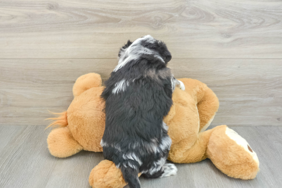 Mini Aussiedoodle Pup Being Cute