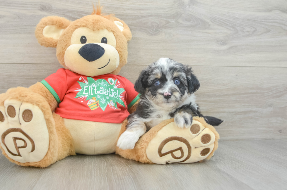 6 week old Mini Aussiedoodle Puppy For Sale - Florida Fur Babies