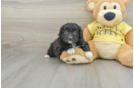 Small Mini Aussiedoodle Baby