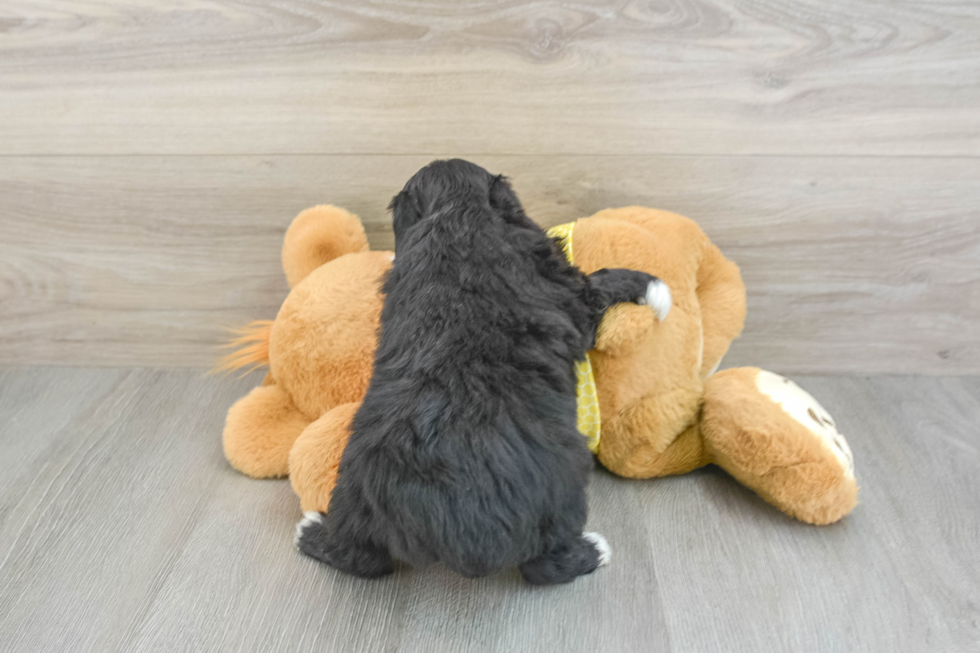 Mini Aussiedoodle Puppy for Adoption