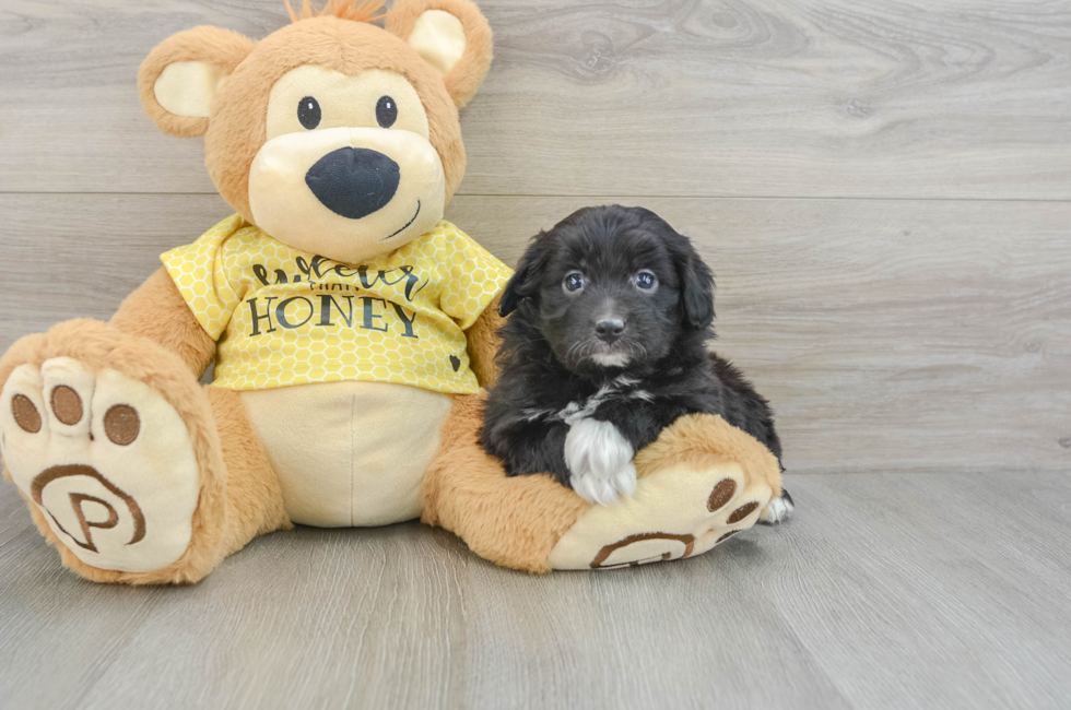 6 week old Mini Aussiedoodle Puppy For Sale - Florida Fur Babies